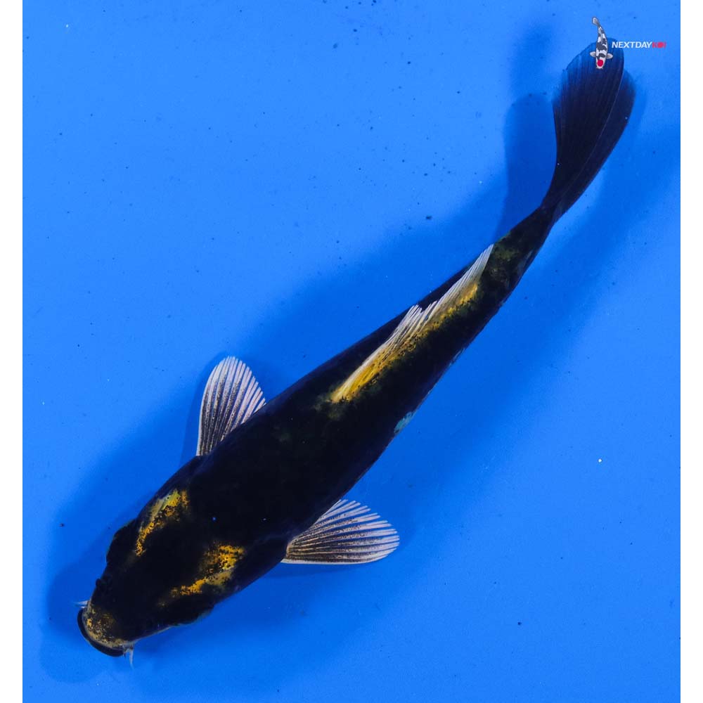 4” Imported Kin Kikokuryu