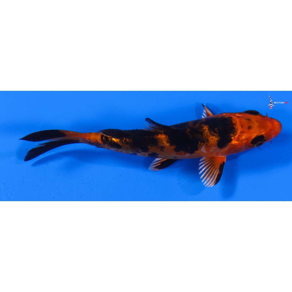 4” Imported Doitsu Kin Aka Bekko