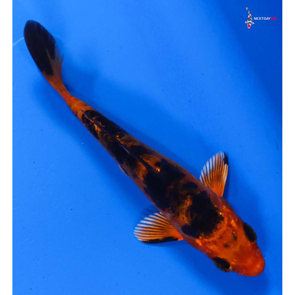 4” Imported Doitsu Kin Aka Bekko