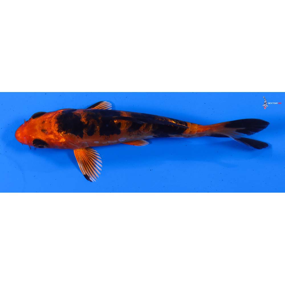 4” Imported Doitsu Kin Aka Bekko
