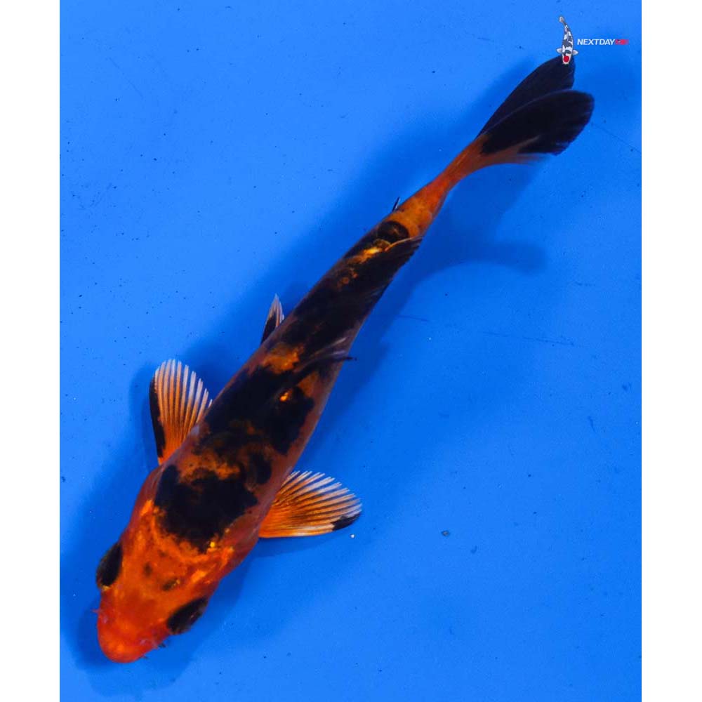 4” Imported Doitsu Kin Aka Bekko