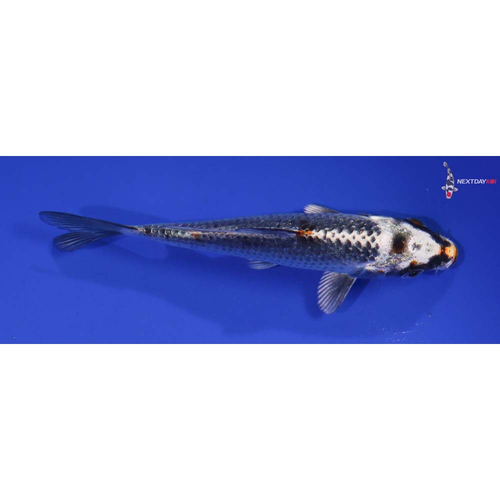 4.5” Imported Kujaku