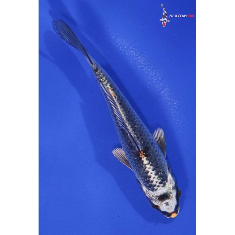 4.5” Imported Kujaku