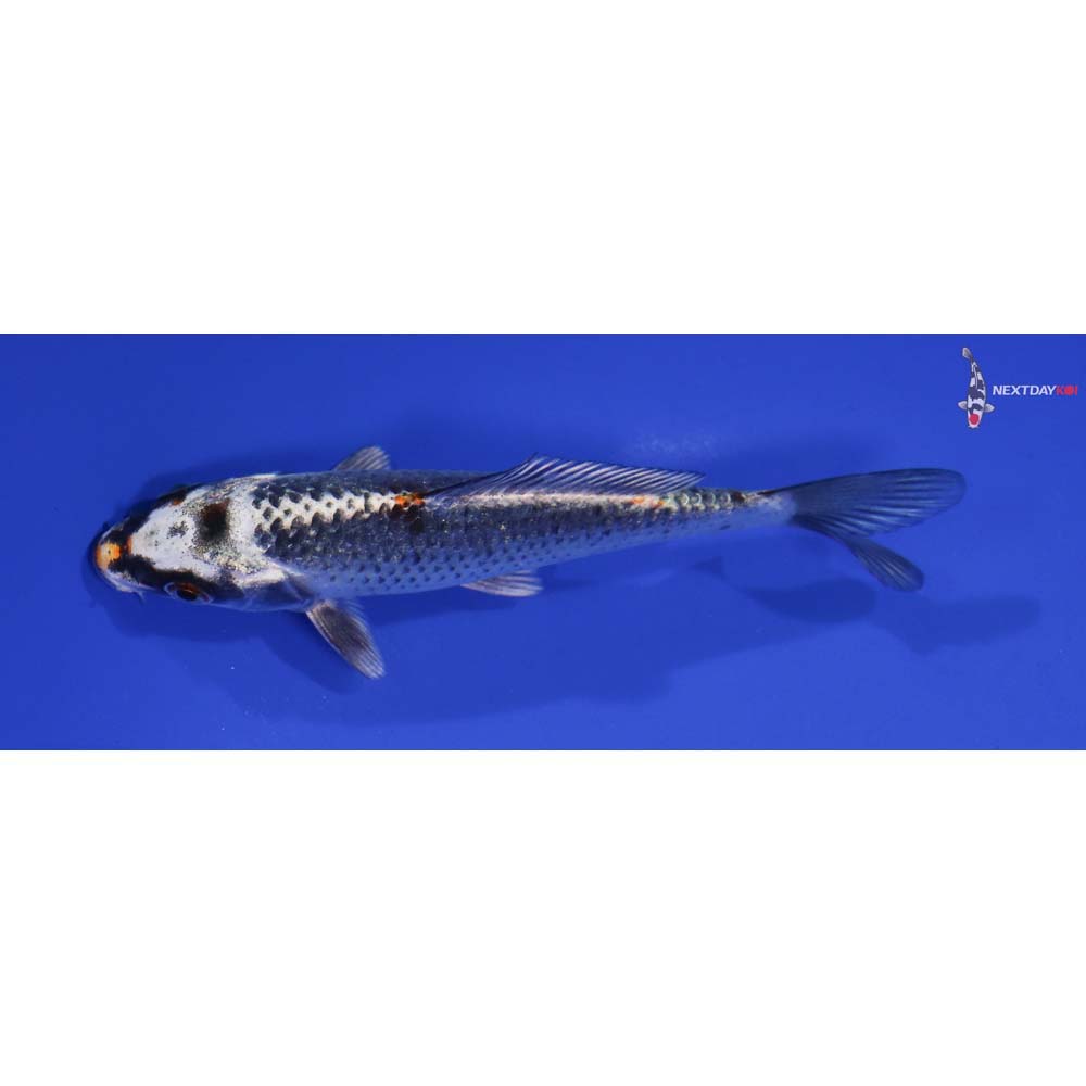 4.5” Imported Kujaku