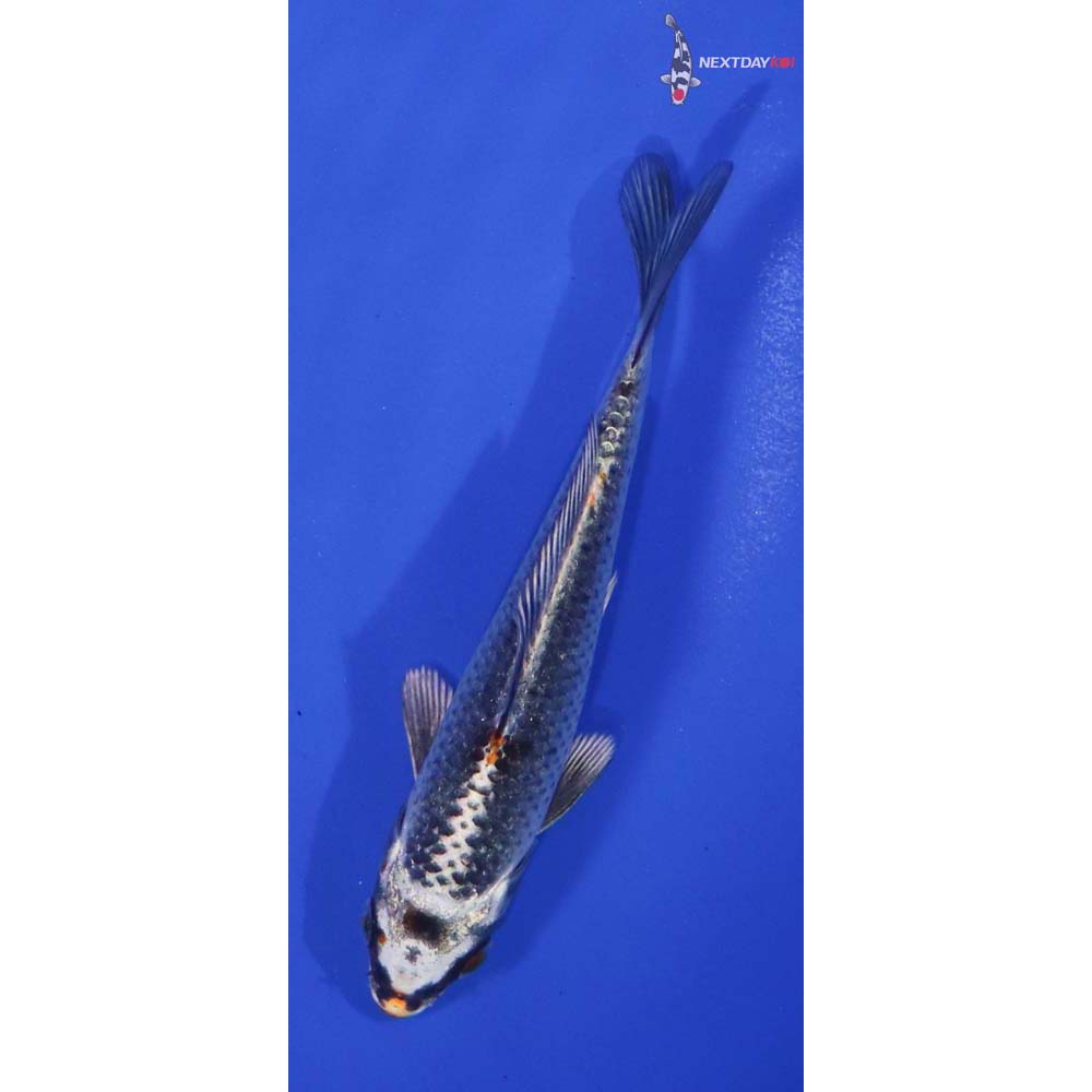 4.5” Imported Kujaku