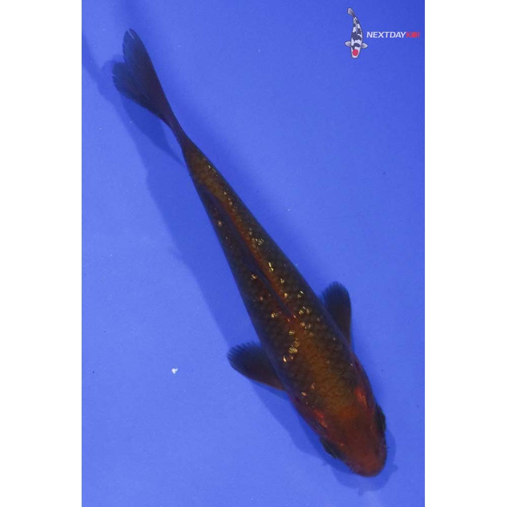 4.5” Imported Gin Rin Chagoi