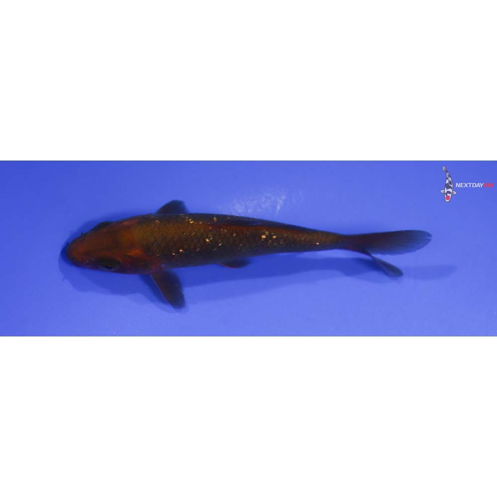 4.5” Imported Gin Rin Chagoi