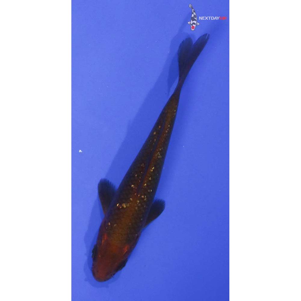 4.5” Imported Gin Rin Chagoi
