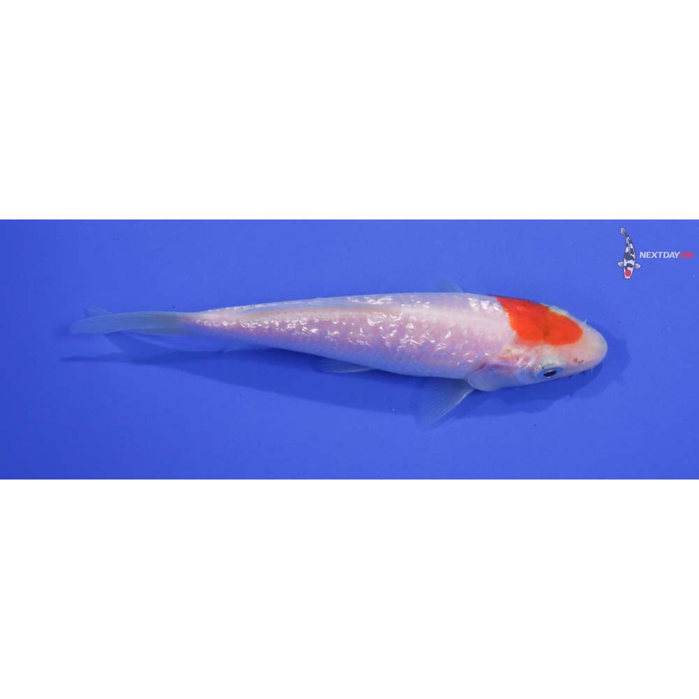 4.5” Imported Gin Rin Kohaku