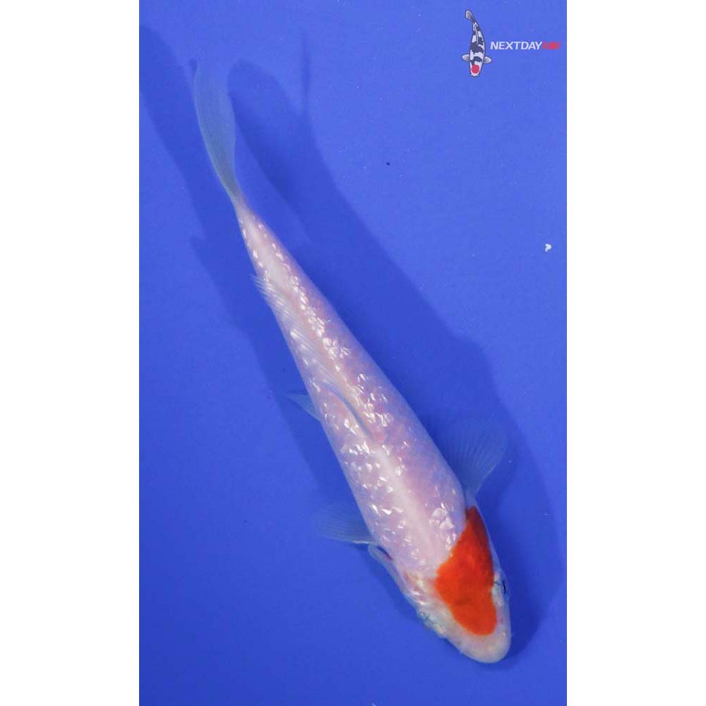 4.5” Imported Gin Rin Kohaku