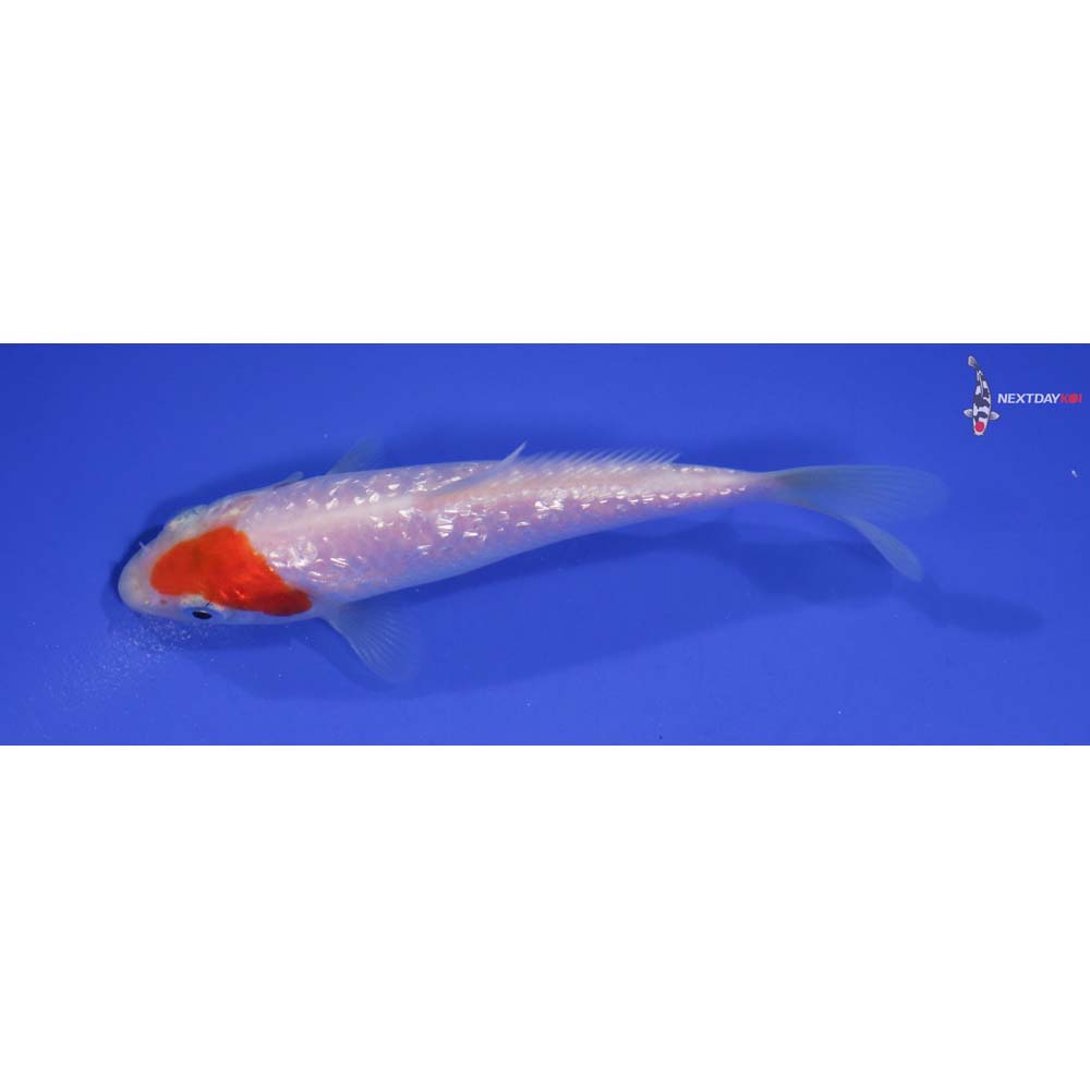 4.5” Imported Gin Rin Kohaku