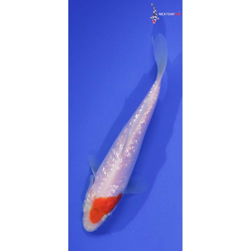 4.5” Imported Gin Rin Kohaku
