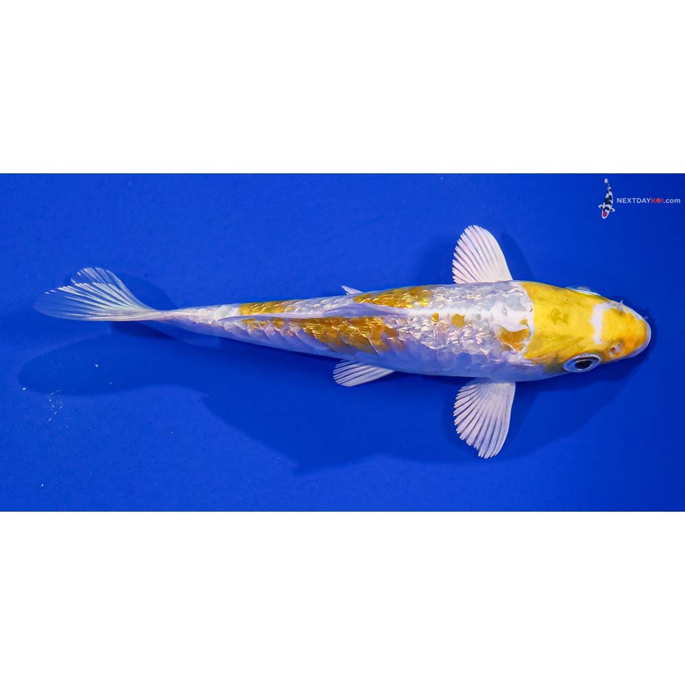 5” Imported Gin Rin Armor Scaled Lemon Hariwake