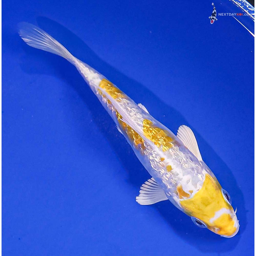 5” Imported Gin Rin Armor Scaled Lemon Hariwake
