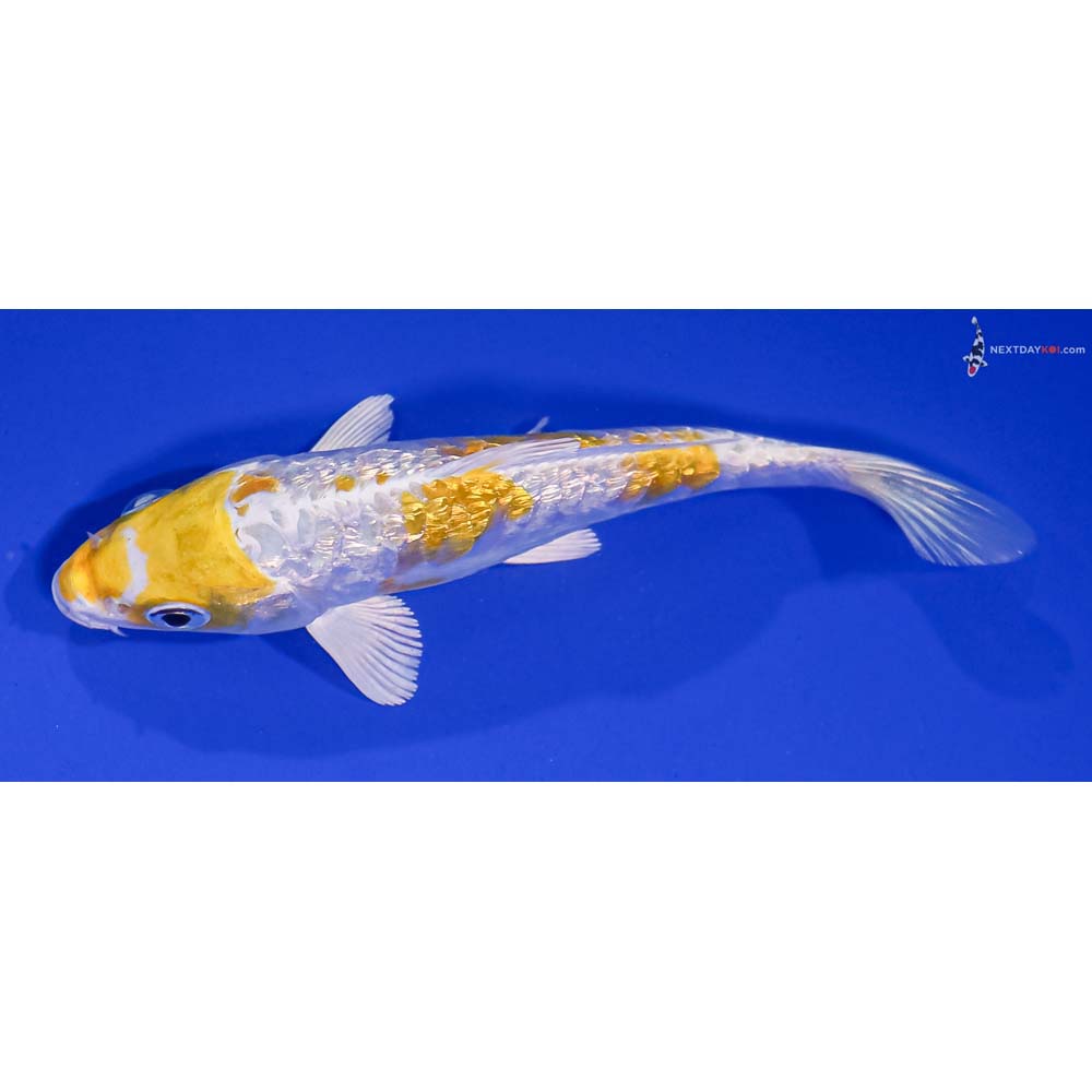5” Imported Gin Rin Armor Scaled Lemon Hariwake
