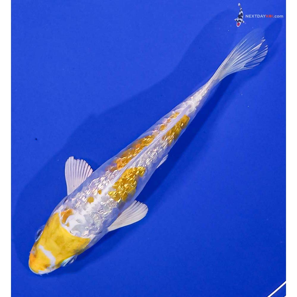 5” Imported Gin Rin Armor Scaled Lemon Hariwake