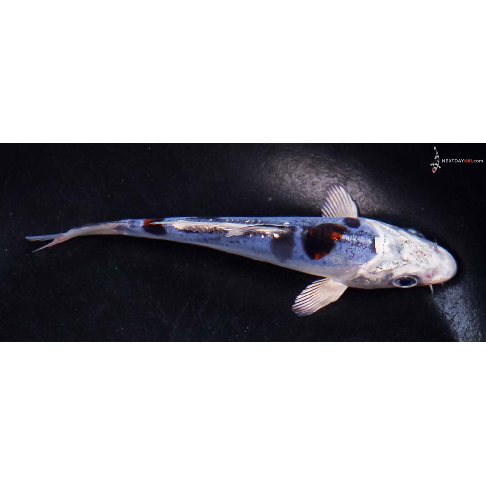 5” Imported Doitsu Blue Kujaku