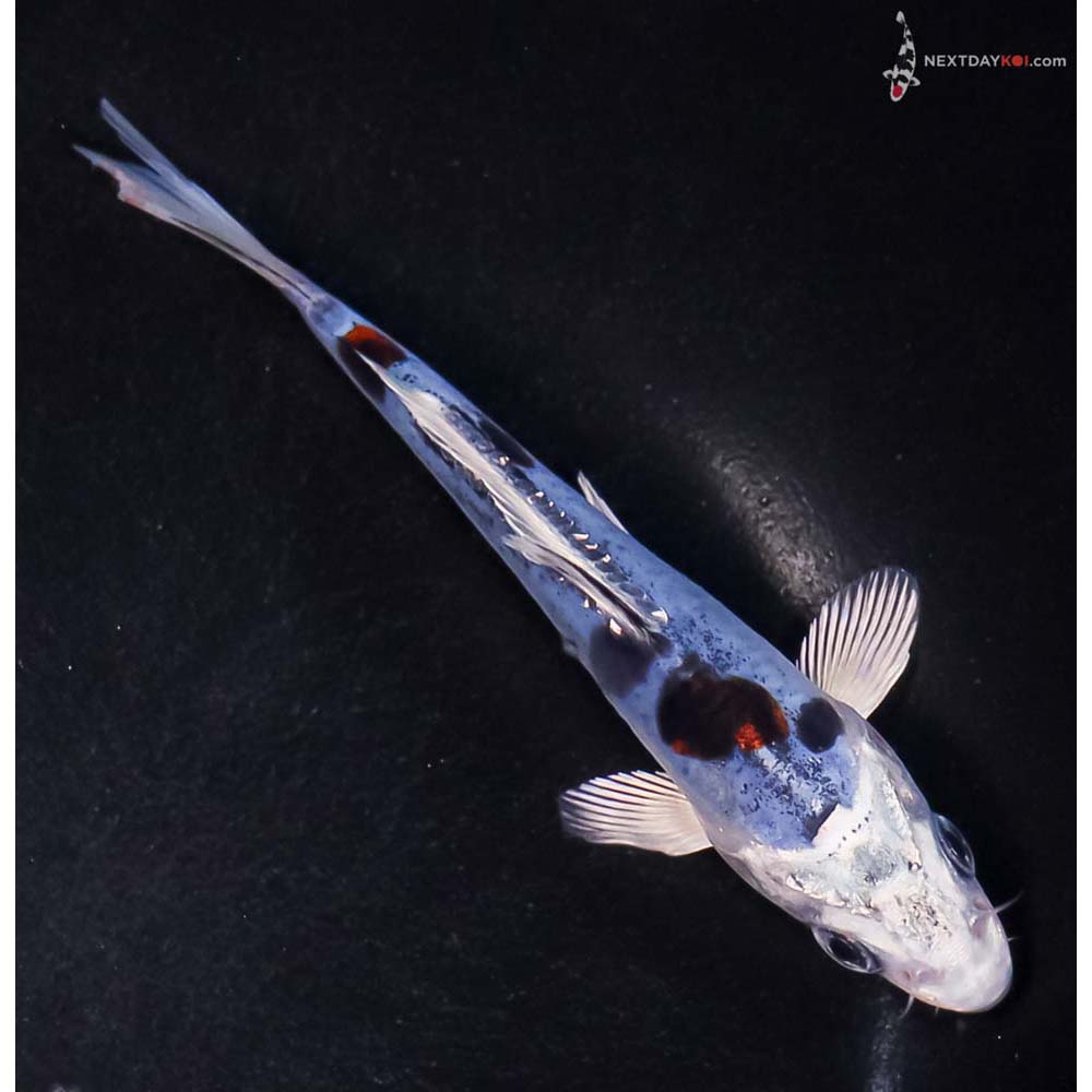 5” Imported Doitsu Blue Kujaku