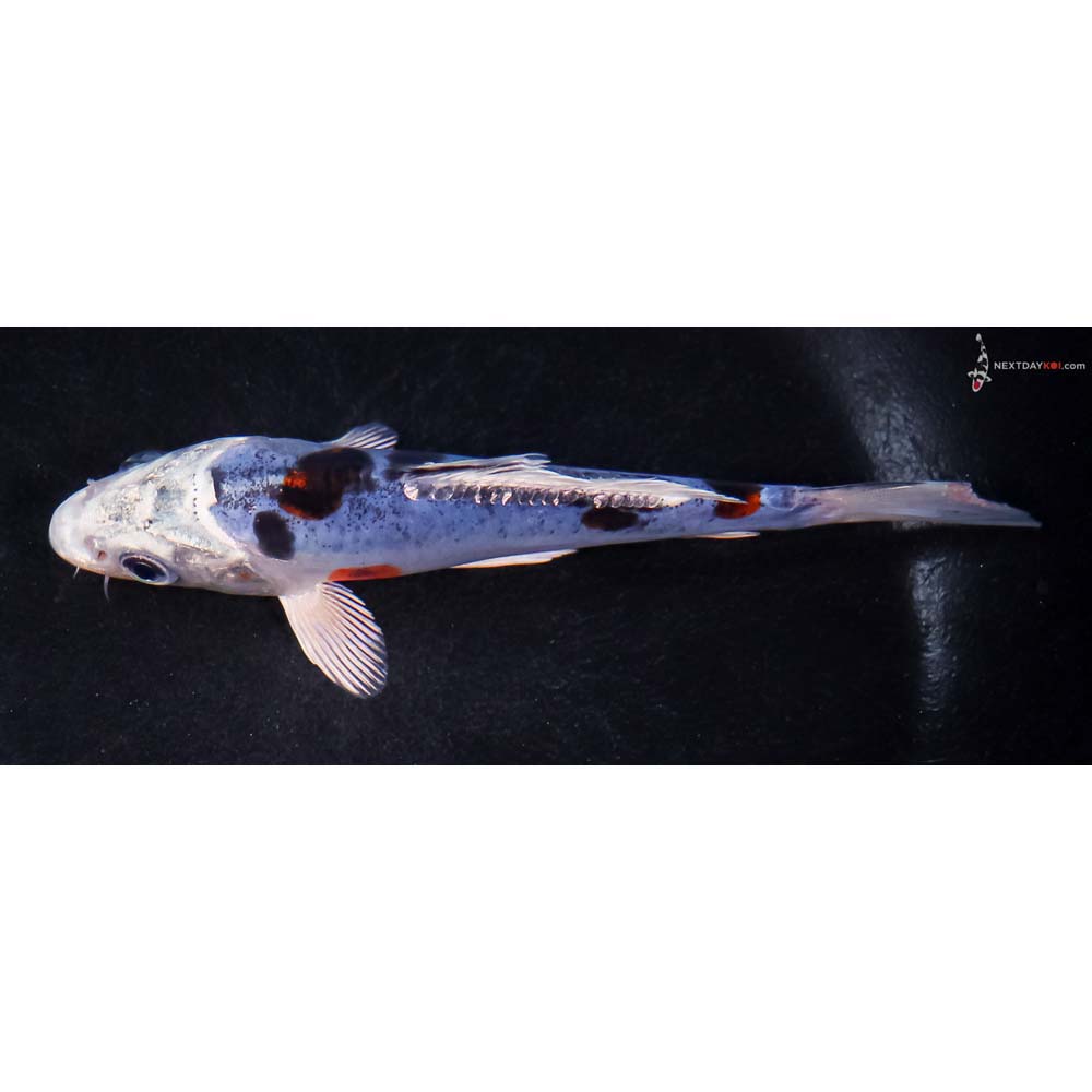 5” Imported Doitsu Blue Kujaku