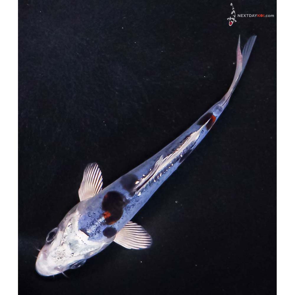 5” Imported Doitsu Blue Kujaku