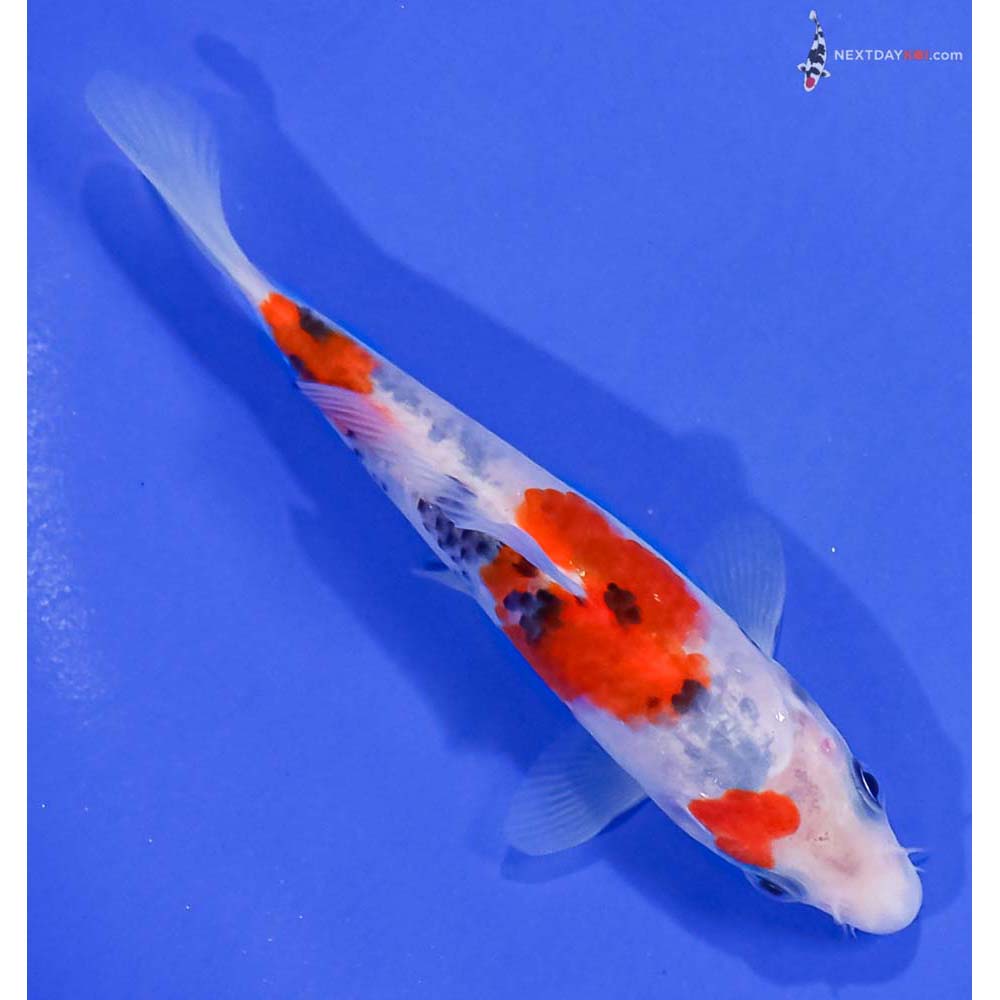5.5” Imported Sanke