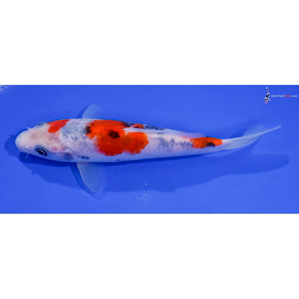 5.5” Imported Sanke