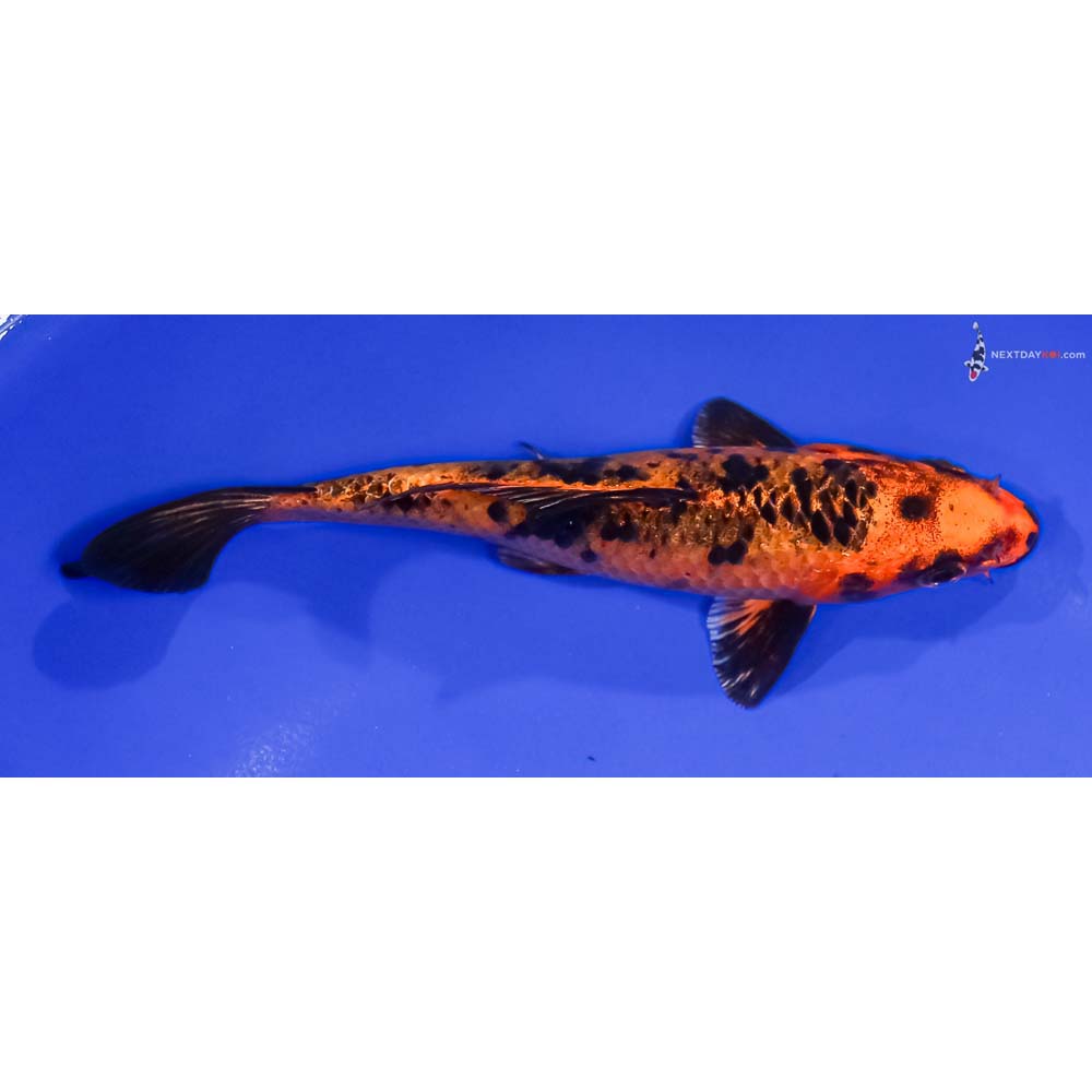 5.5” Imported Kin Aka Bekko