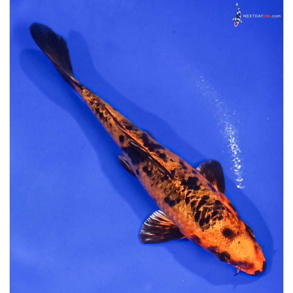 5.5” Imported Kin Aka Bekko