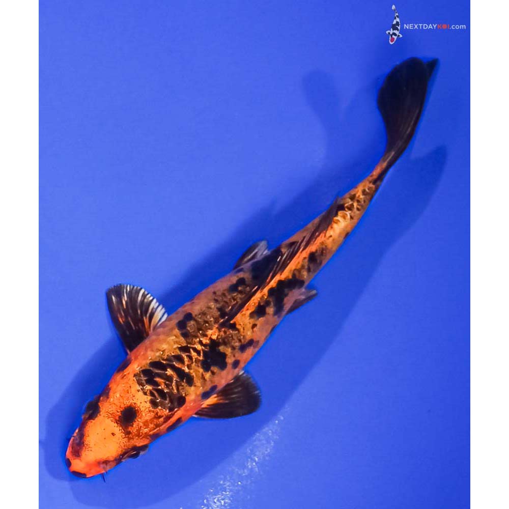 5.5” Imported Kin Aka Bekko