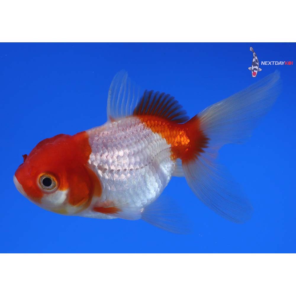 3.5” Imported Red and White Oranda