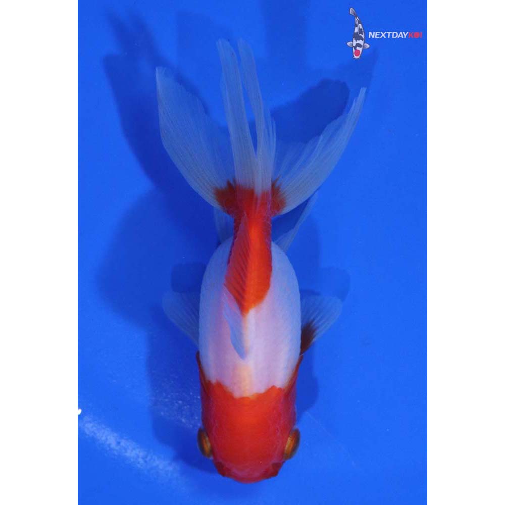 3.5” Imported Red and White Oranda