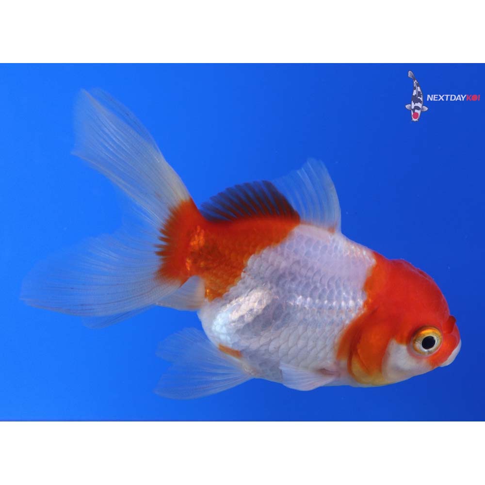 3.5” Imported Red and White Oranda
