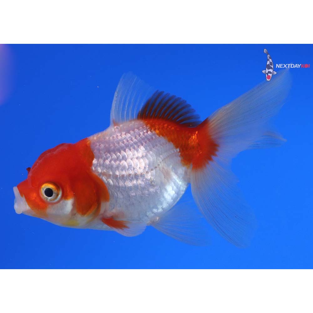 3.5” Imported Red and White Oranda