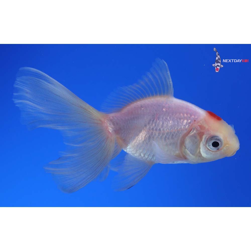 3.5” Imported Redcap Oranda