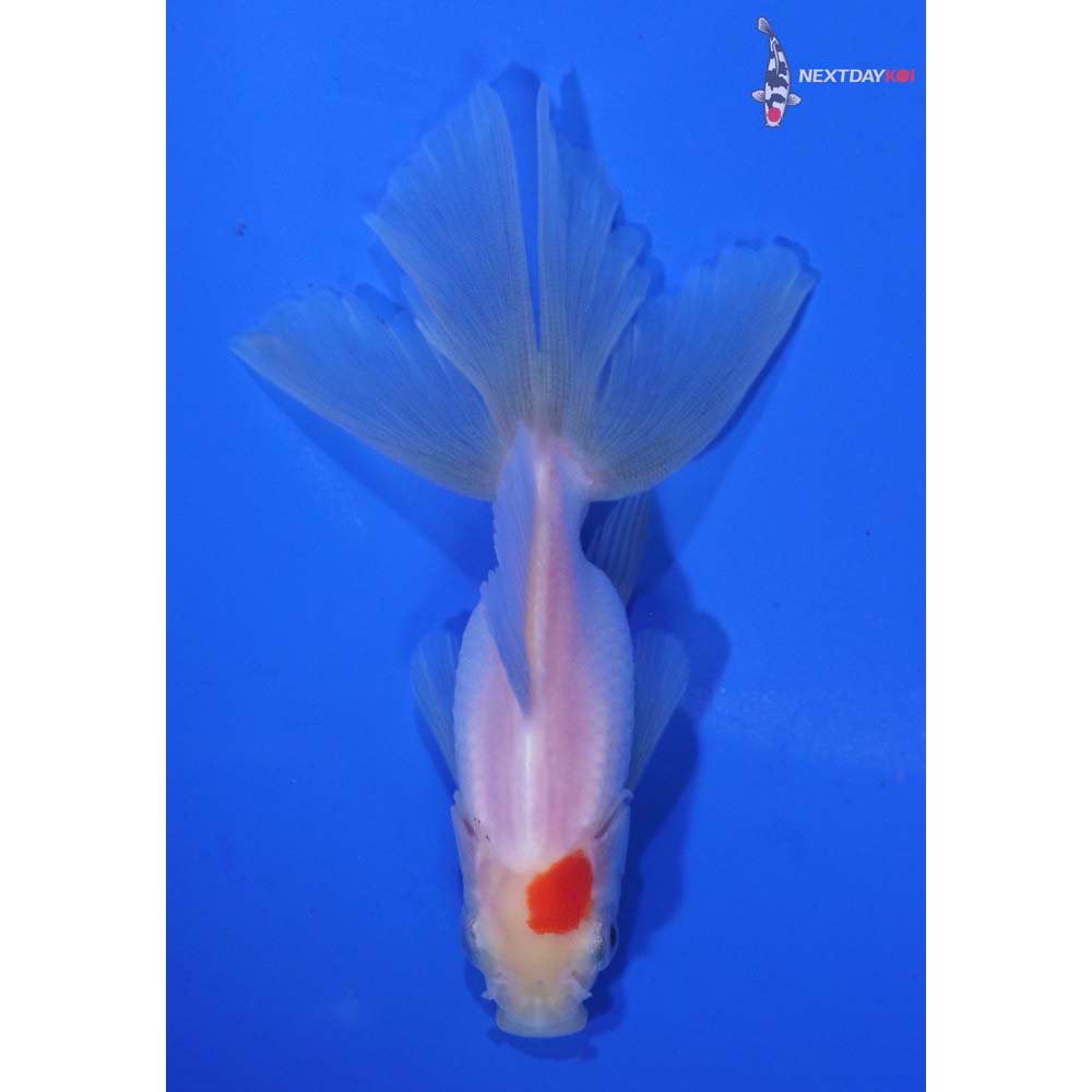 3.5” Imported Redcap Oranda