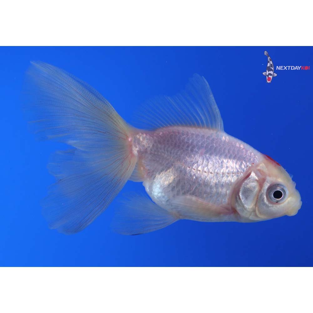 3.5” Imported Redcap Oranda