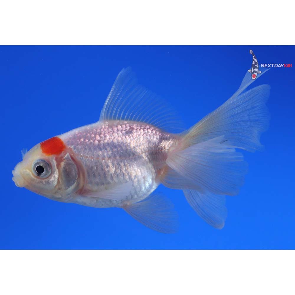 3.5” Imported Redcap Oranda