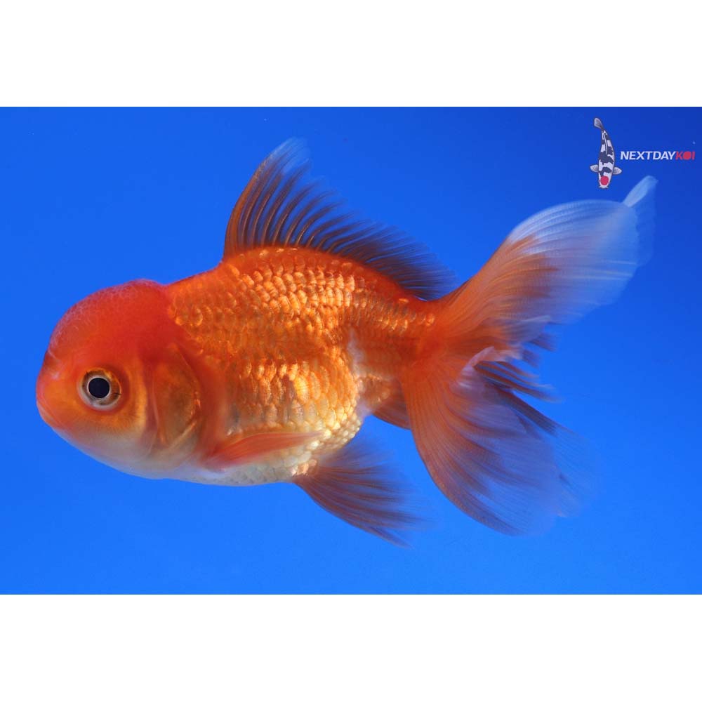 3.5” Imported Red Oranda