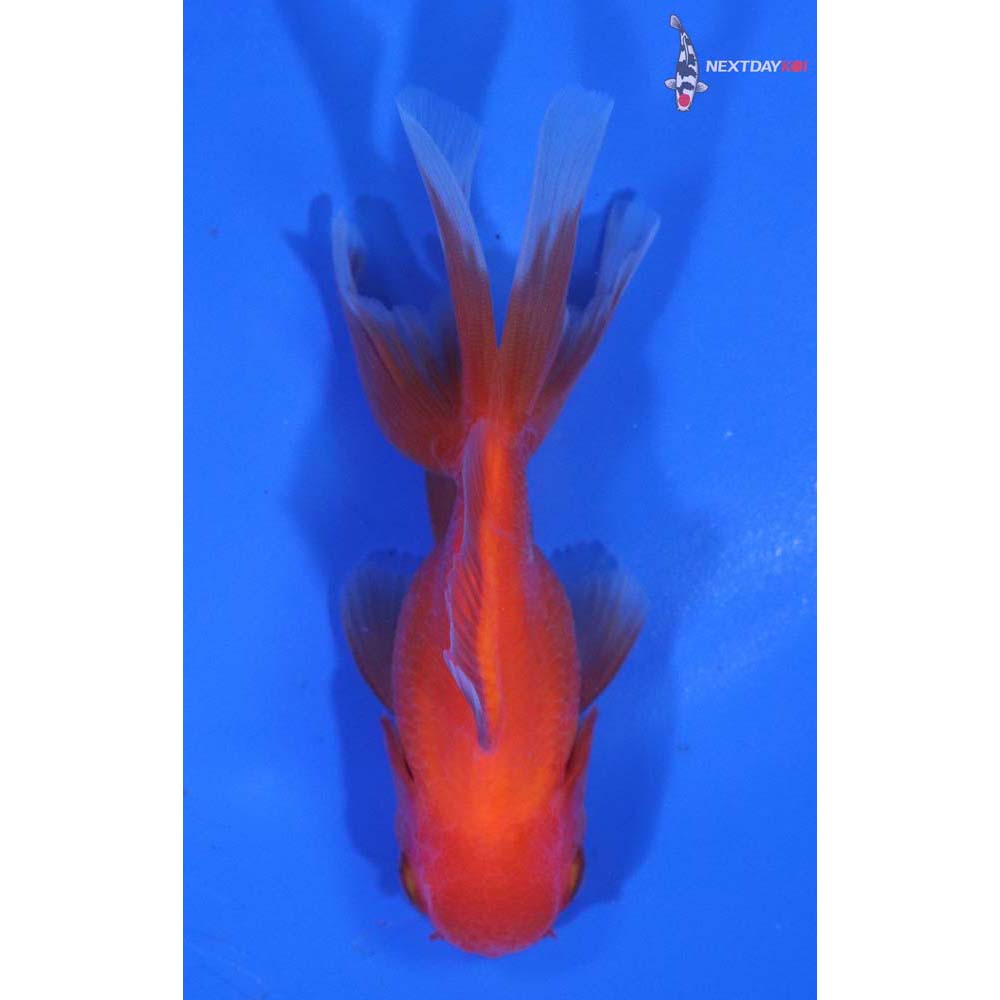 3.5” Imported Red Oranda
