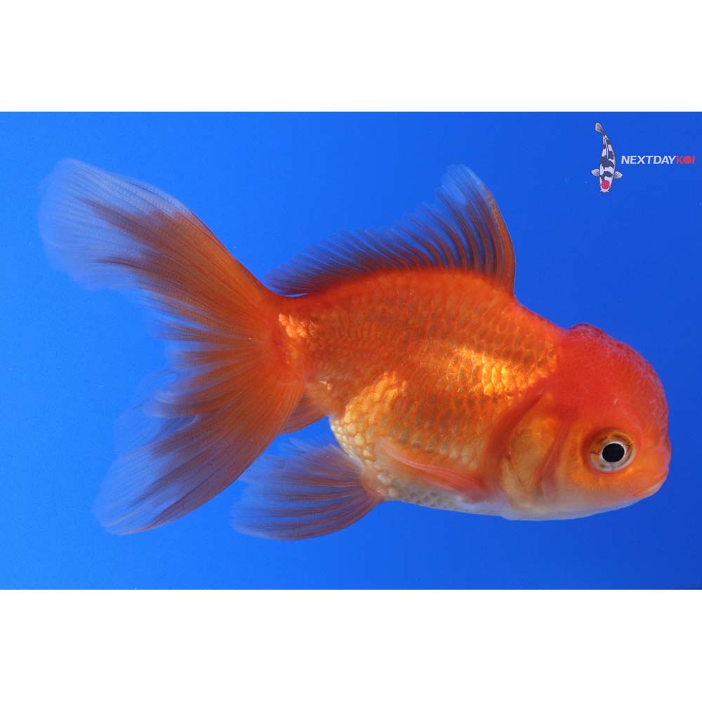 3.5” Imported Red Oranda