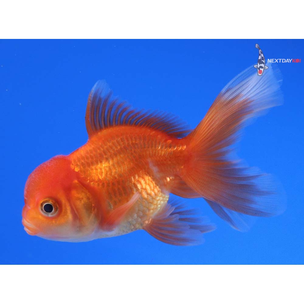 3.5” Imported Red Oranda