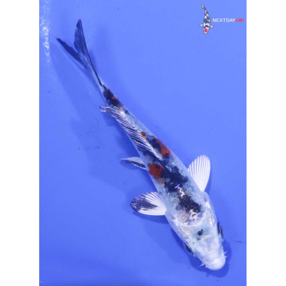 3” Imported Yamato Nishiki