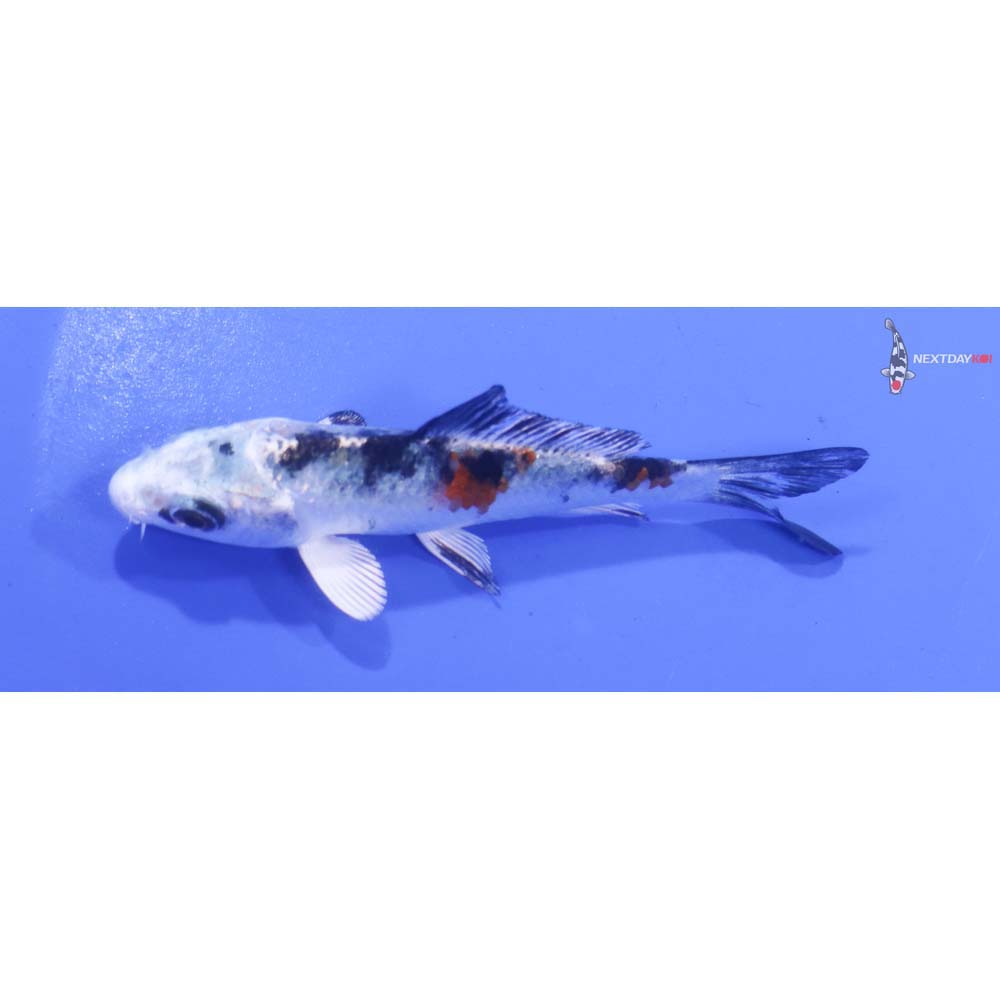 3” Imported Yamato Nishiki