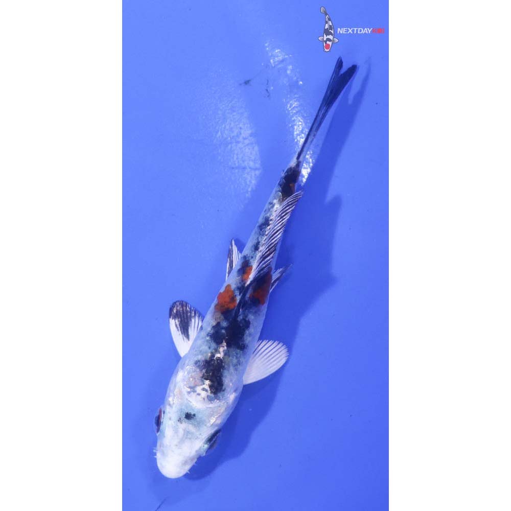 3” Imported Yamato Nishiki