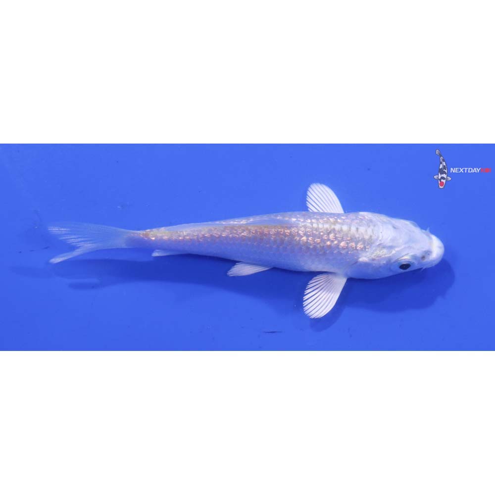 3” Imported Gin Rin Platinum Ogon
