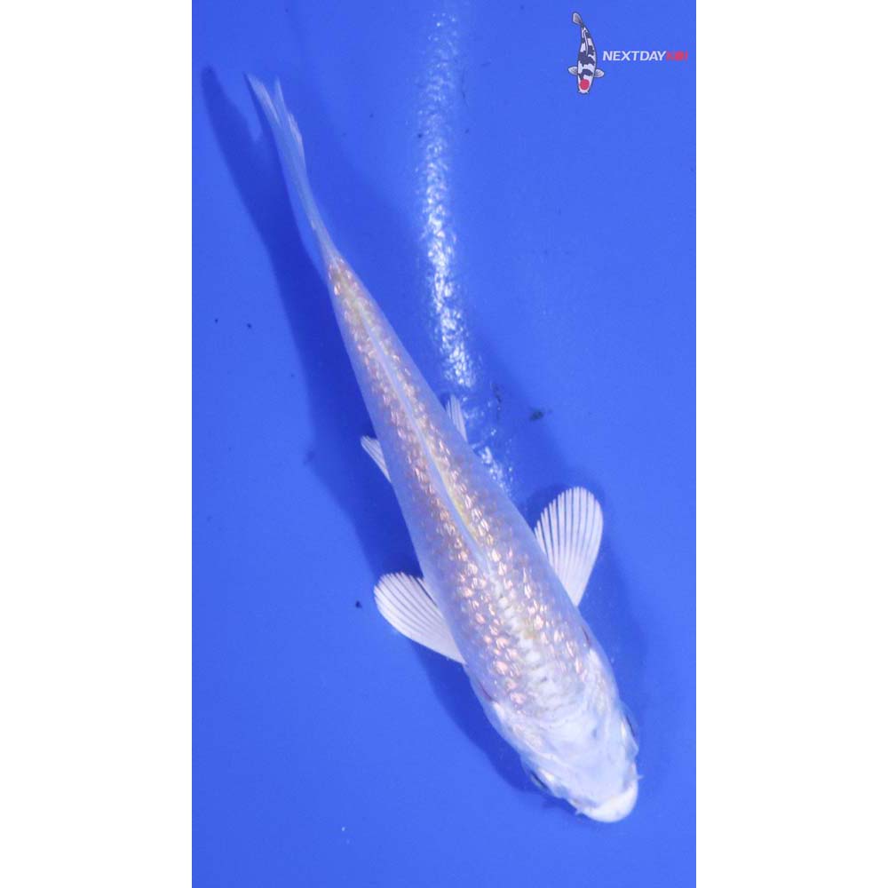3” Imported Gin Rin Platinum Ogon