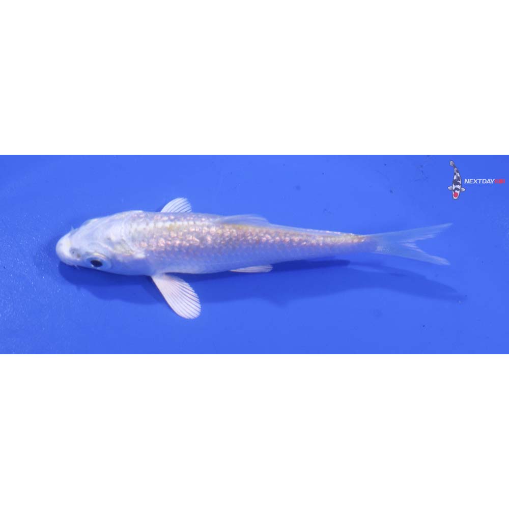 3” Imported Gin Rin Platinum Ogon