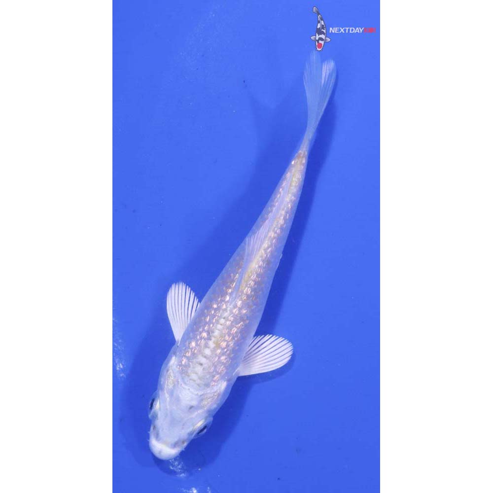 3” Imported Gin Rin Platinum Ogon