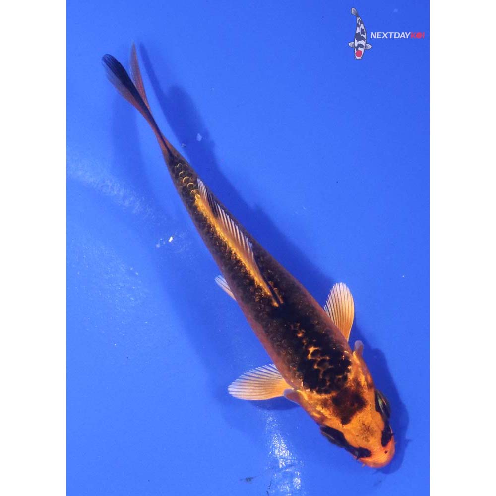 3.5” Imported Orenji Matsuba