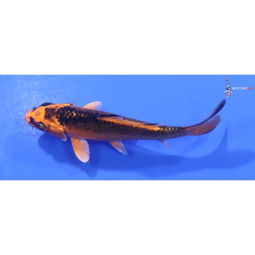 3.5” Imported Orenji Matsuba